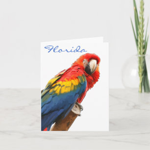 Scarlet Macaw Florida Note Card
