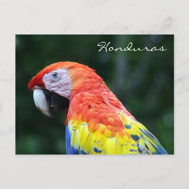 scarlet macaw honduras postcard (Front)