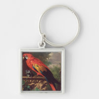Scarlet Macaw in a Landscape (oil on canvas)