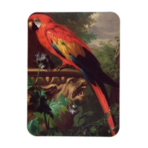 Scarlet Macaw in a Landscape (oil on canvas) Magnet