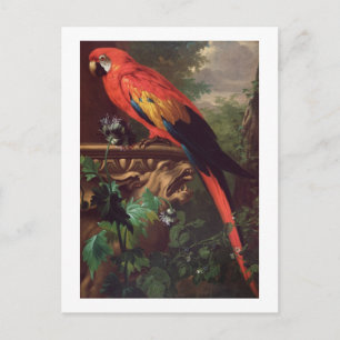 Scarlet Macaw in a Landscape (oil on canvas) Postcard