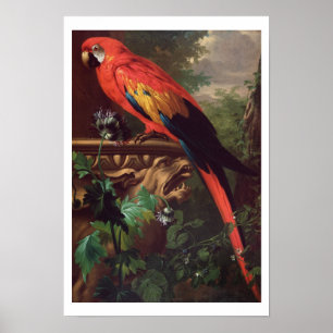 Scarlet Macaw in a Landscape (oil on canvas) Poster