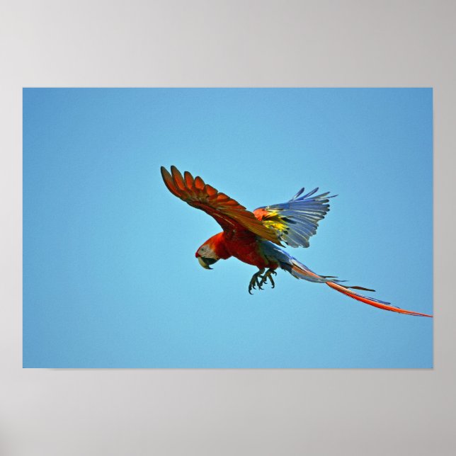 Scarlet Macaw in Flight Poster (Front)