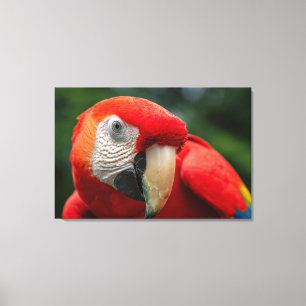 Scarlet Macaw in the Rainforest of Costa Rica Canvas Print
