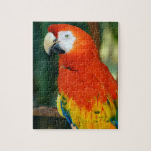 Scarlet Macaw Jigsaw Puzzle