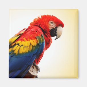Scarlet Macaw Magnet