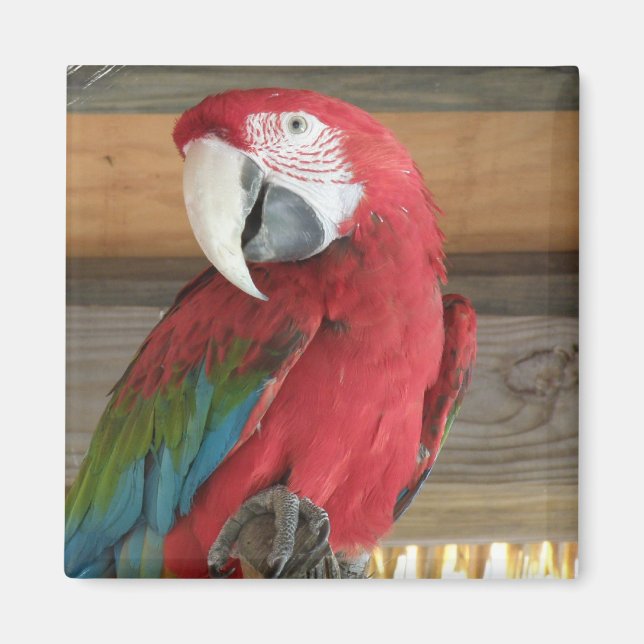 Scarlet Macaw Magnet (Front)