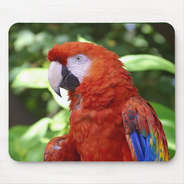Scarlet Macaw Mouse Pad (Front)