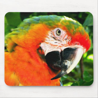 Scarlet Macaw Mousepad