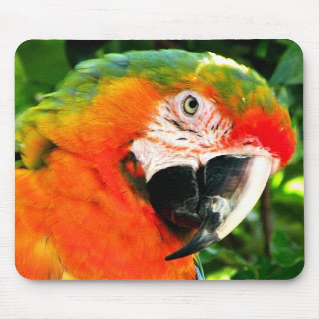 Scarlet Macaw Mousepad (Front)