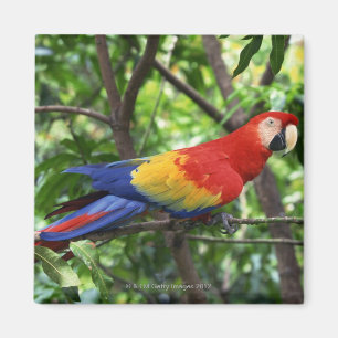 Scarlet macaw on tree limb magnet