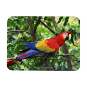 Scarlet macaw on tree limb magnet