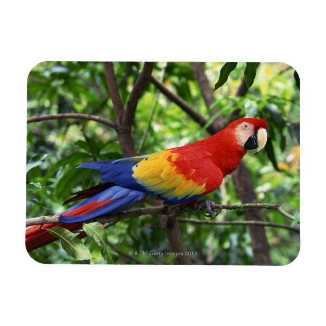 Scarlet macaw on tree limb magnet (Horizontal)