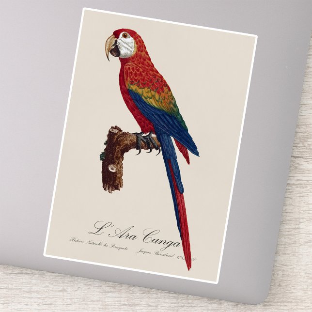 Scarlet Macaw or Red-Breasted Macaw, Ara macao (Scarlet Macaw or Red-Breasted Macaw, Ara macao. Sticker)