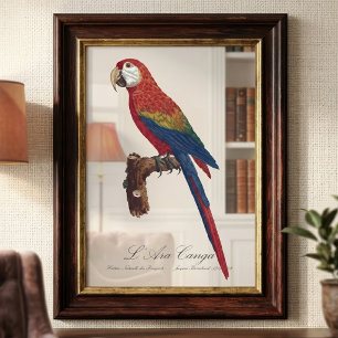 Scarlet Macaw or Red-Breasted Macaw, Ara macao Photo Print