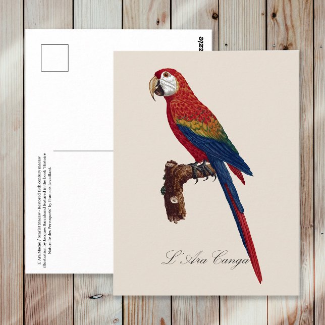 Scarlet Macaw or Red-Breasted Macaw, Ara macao Postcard (Scarlet Macaw or Red-Breasted Macaw, Ara macao. Postcard)