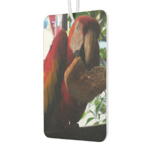 Scarlet Macaw Parrot Eating Toast Car Air Freshener