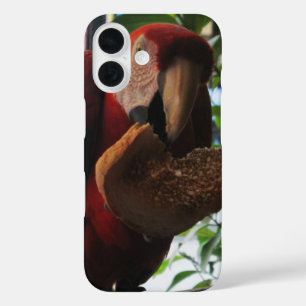 Scarlet Macaw Parrot Eating Toast iPhone 16 Case