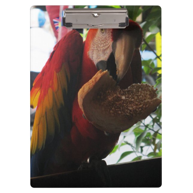 Scarlet Macaw Parrot Eating Toast Clipboard (Front)
