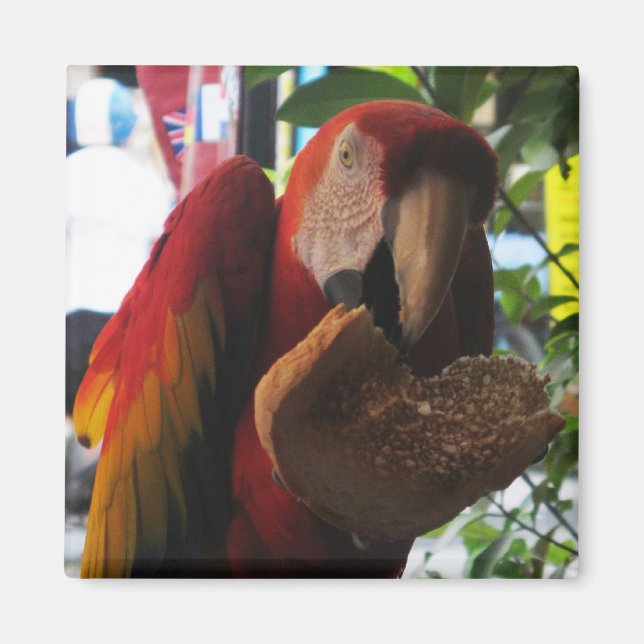 Scarlet Macaw Parrot Eating Toast Magnet (Front)