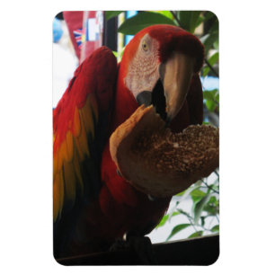 Scarlet Macaw Parrot Eating Toast Magnet