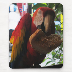 Scarlet Macaw Parrot Eating Toast Mouse Pad