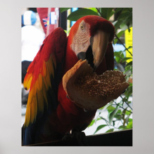 Scarlet Macaw Parrot Eating Toast Poster (Front)