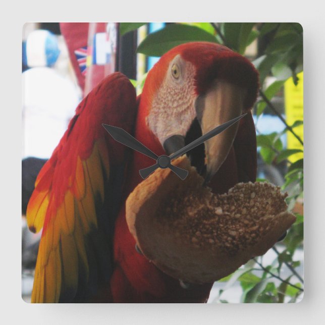 Scarlet Macaw Parrot Eating Toast Square Wall Clock (Front)