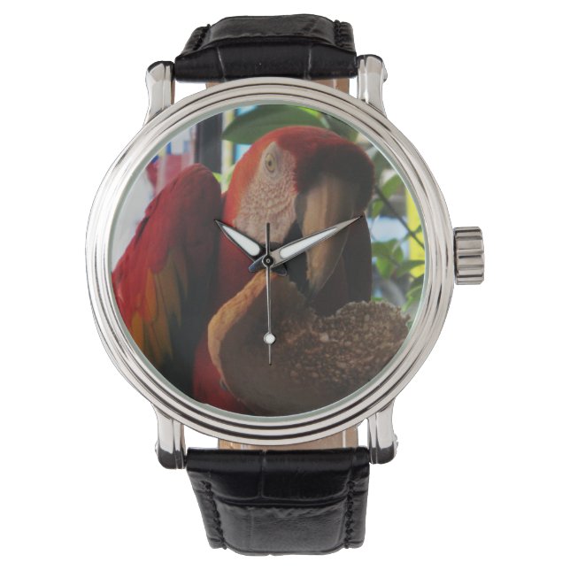 Scarlet Macaw Parrot Eating Toast Watch (Front)