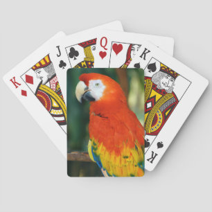 Scarlet Macaw Playing Cards