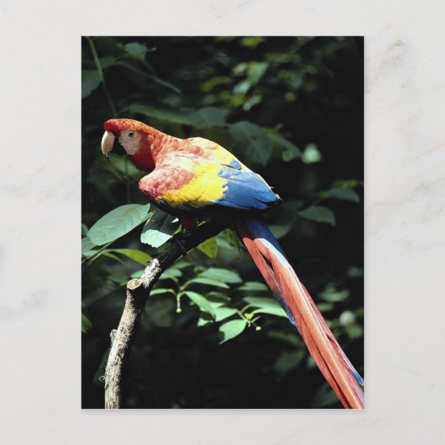 Scarlet macaw postcard (Front)