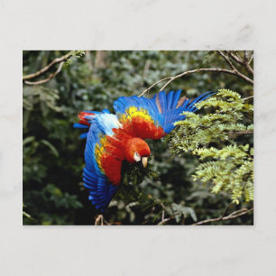 Scarlet macaw postcard
