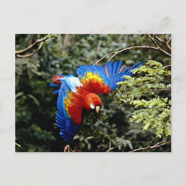 Scarlet macaw postcard (Front)