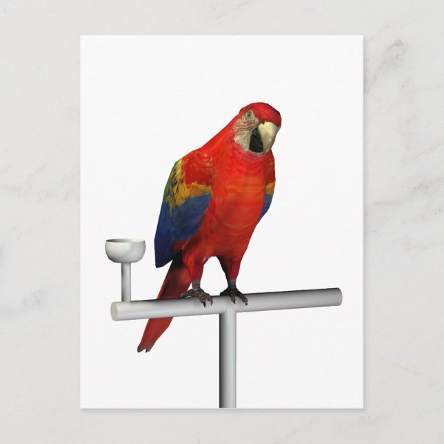 Scarlet Macaw Postcard (Front)