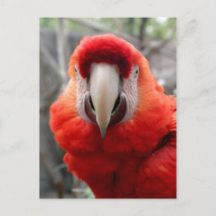 Scarlet Macaw Postcard