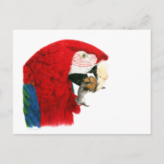 Scarlet Macaw Postcard