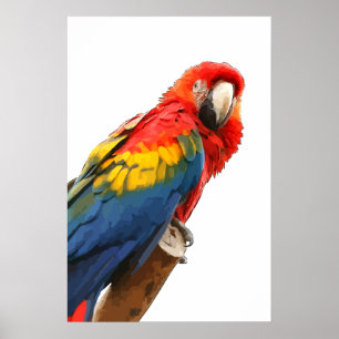 scarlet macaw Poster