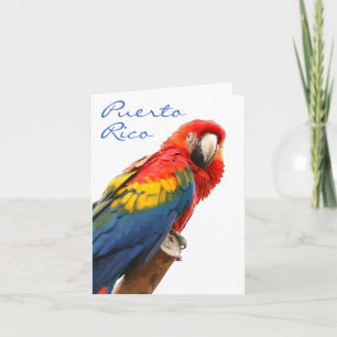 Scarlet Macaw Puerto Rico Note Card