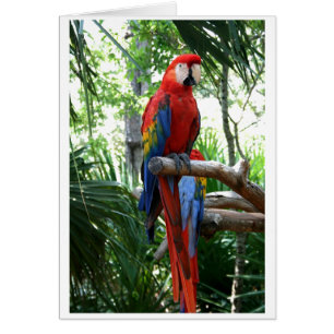 Scarlet macaw, red macaw photograp design