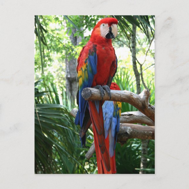 Scarlet macaw, red macaw photograp design postcard (Front)
