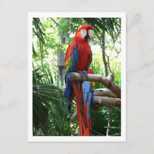 Scarlet macaw, red macaw photograp design postcard