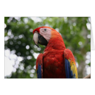 scarlet macaw roja