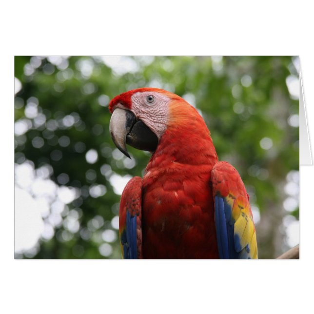 scarlet macaw roja (Front Horizontal)
