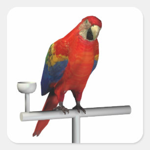 Scarlet Macaw Square Sticker