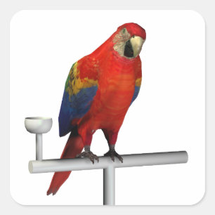 Scarlet Macaw Square Sticker
