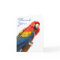 Scarlet Macaw Thank You Note Card