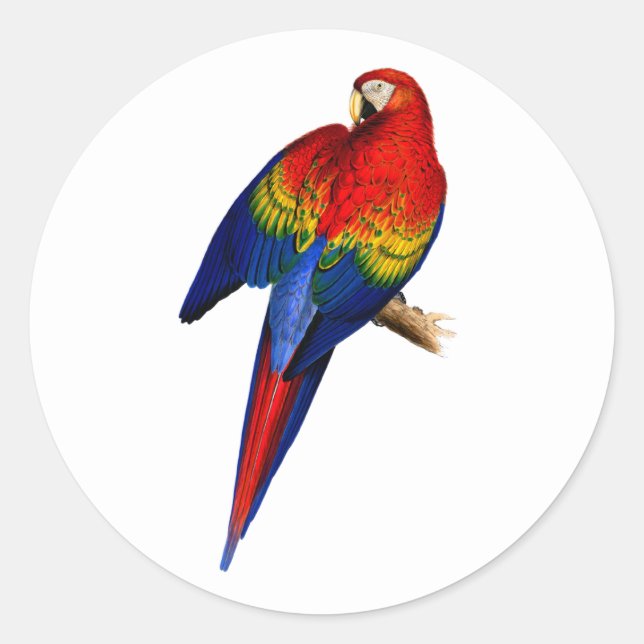 Scarlet Macaw Tropical Colourful Rain Forest Bird Classic Round Sticker (Front)