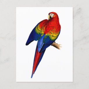 Scarlet Macaw Tropical Colourful Rain Forest Bird Postcard