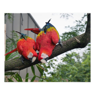 Scarlet Macaws II Photo Print