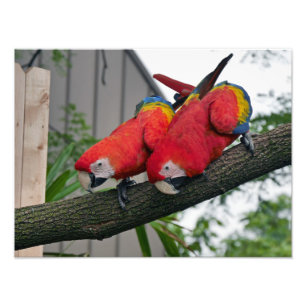 Scarlet Macaws Photo Print